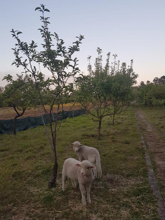 Quinta Da Lage Villa บาร์เซลอส ภายนอก รูปภาพ